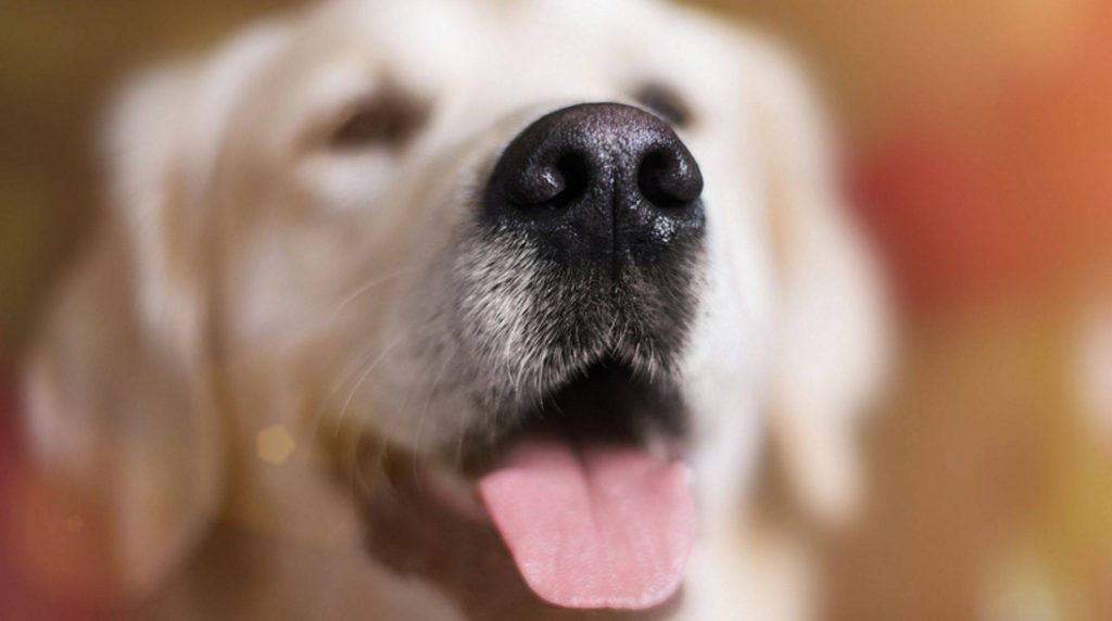The dog has a warm nose: Is the quadruped sick?