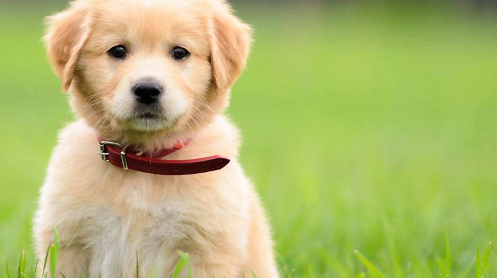 Getting puppies used to a dog collar: Tips