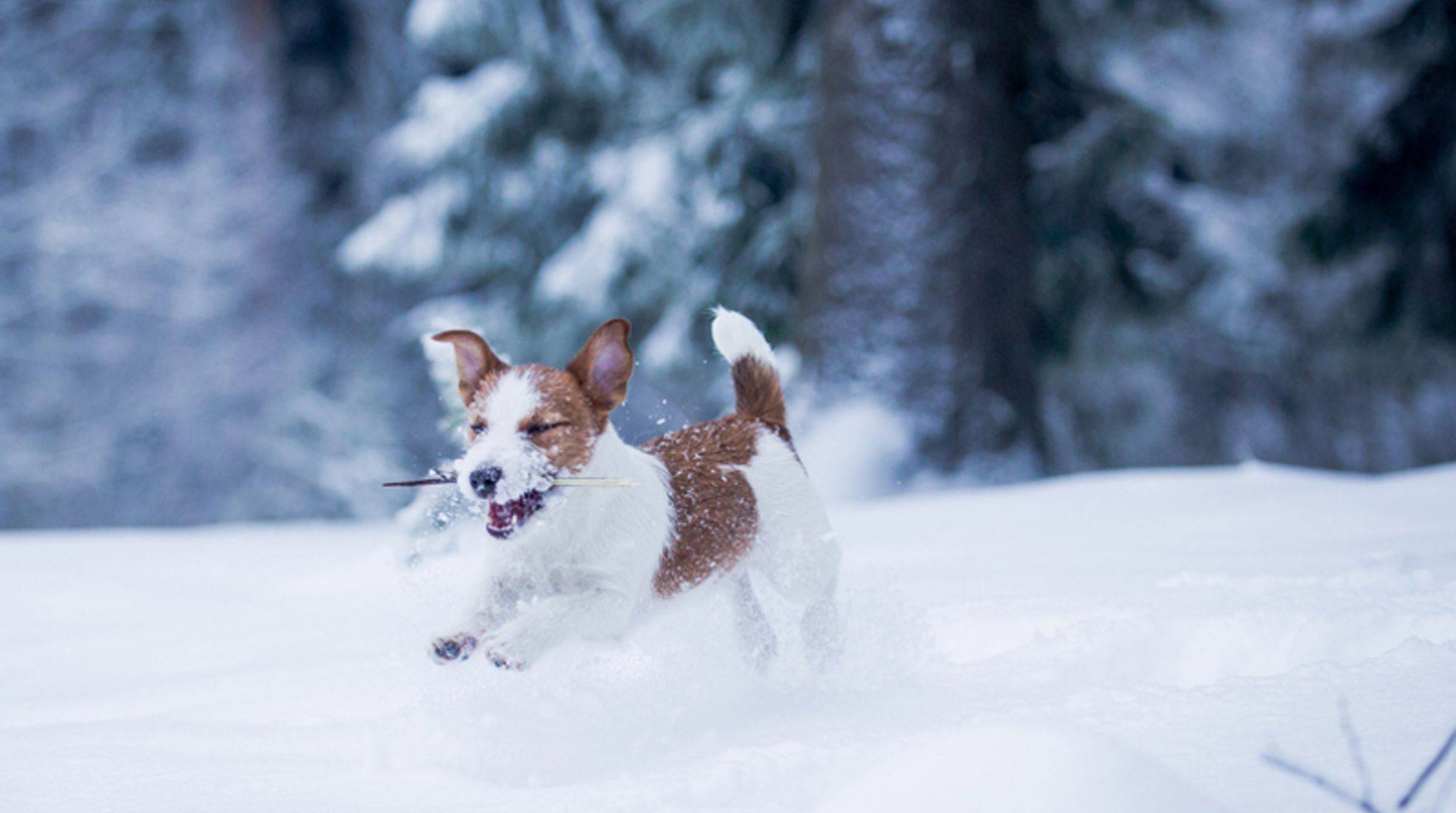 Winter vacation with dog: On into the snow fun