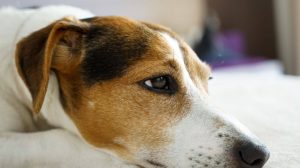 Cryptorchidism: hidden testicles in dogs