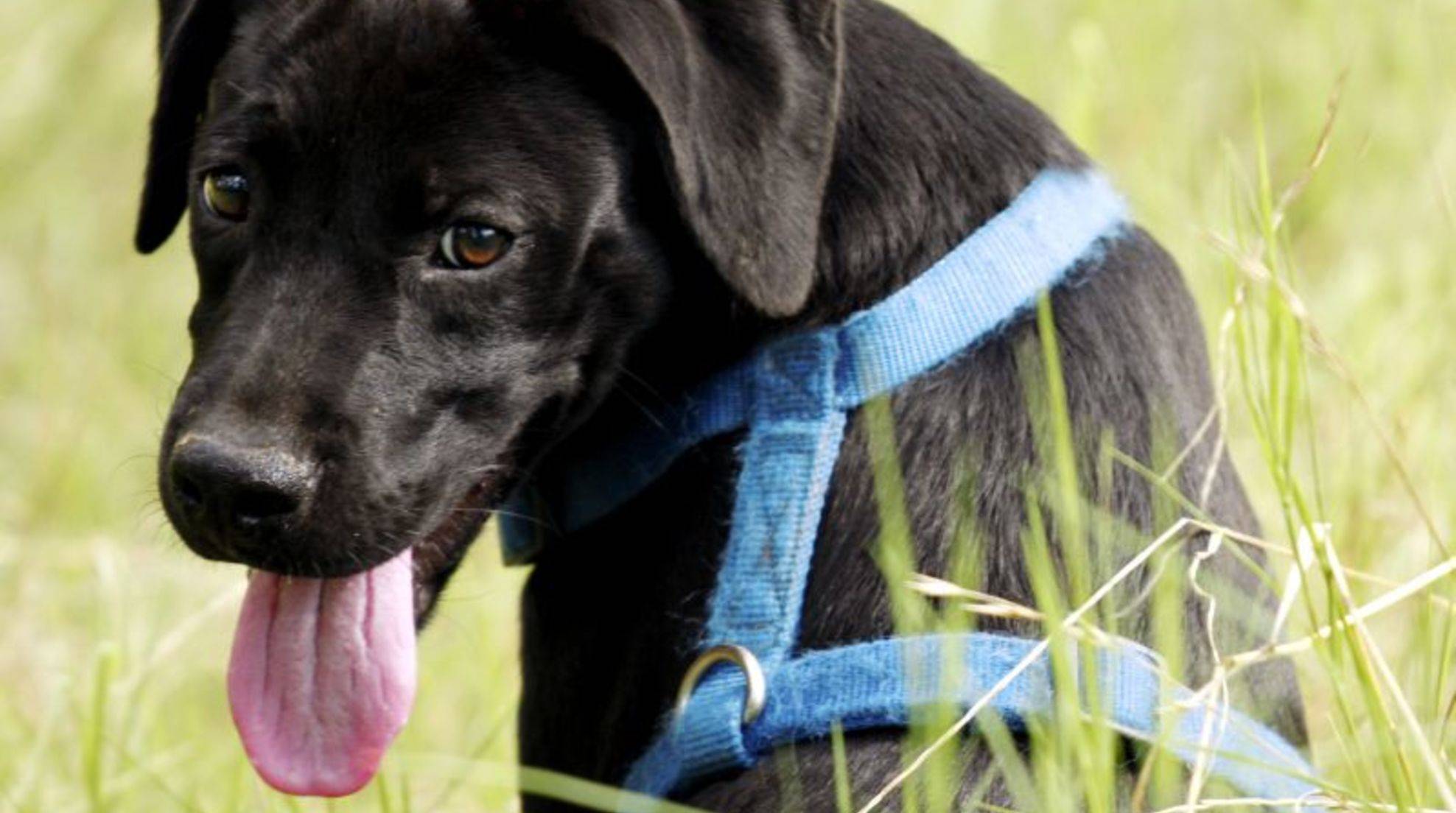 Dog harness: how to put it on correctly