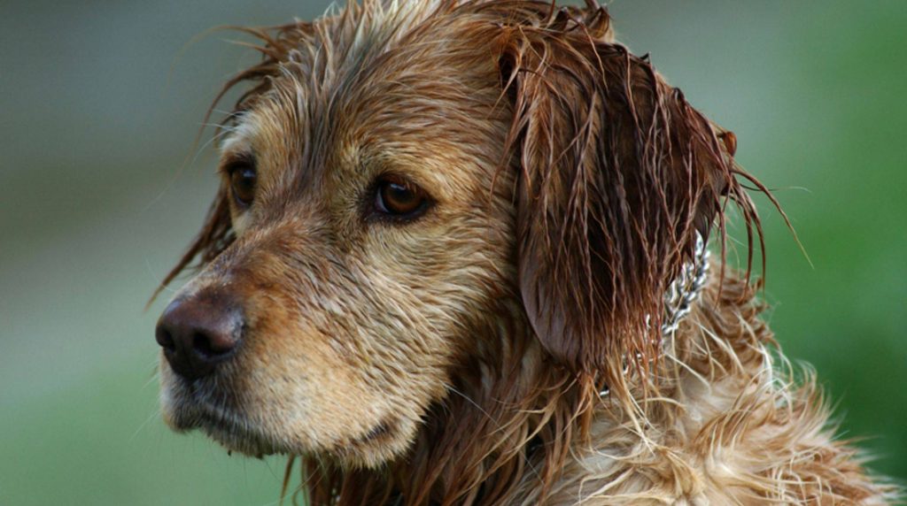 Dog stinks when wet: what could be the cause?