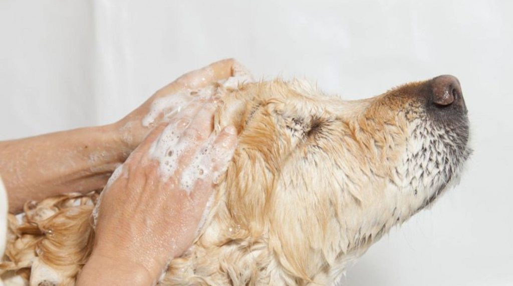 Bathing dogs: How to do it right