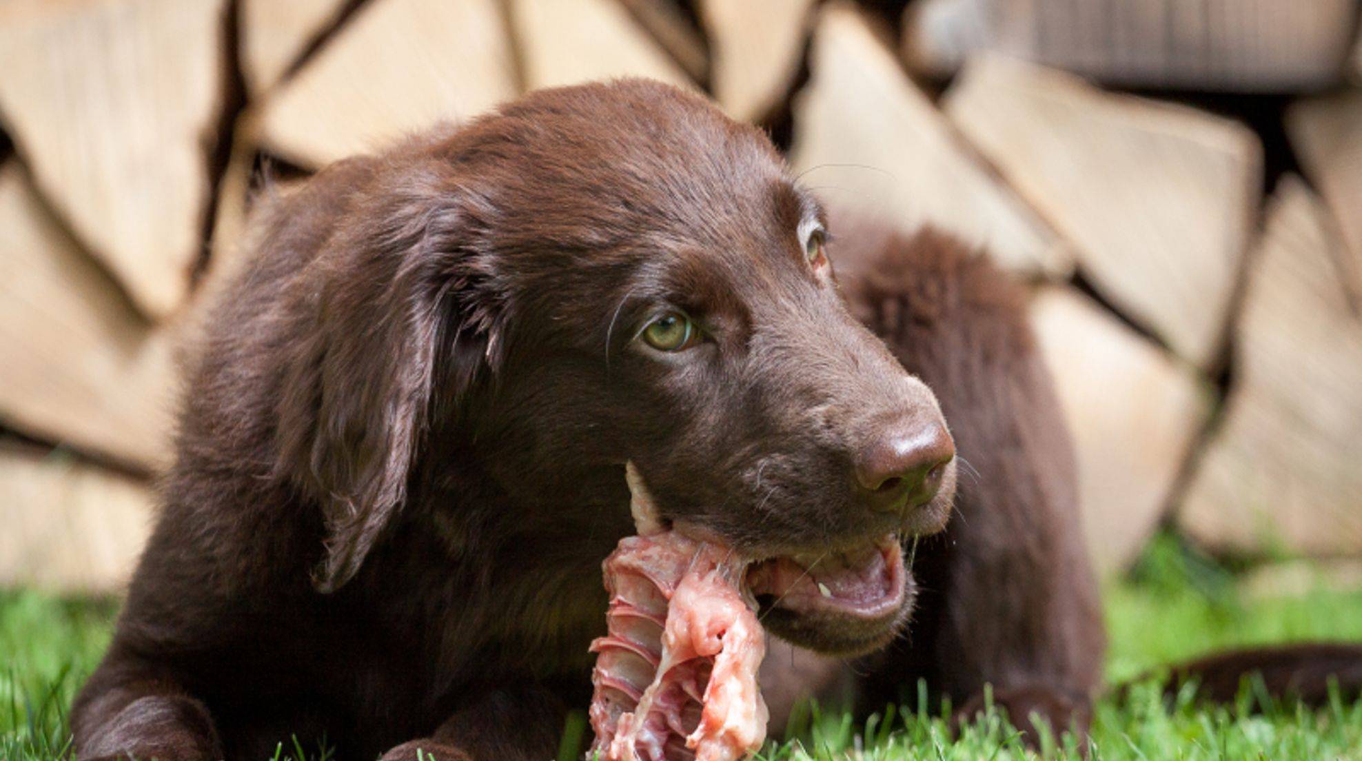 Barf meat for the dog: what you should consider