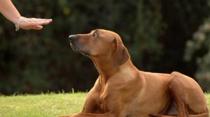 How to use body language in dog training