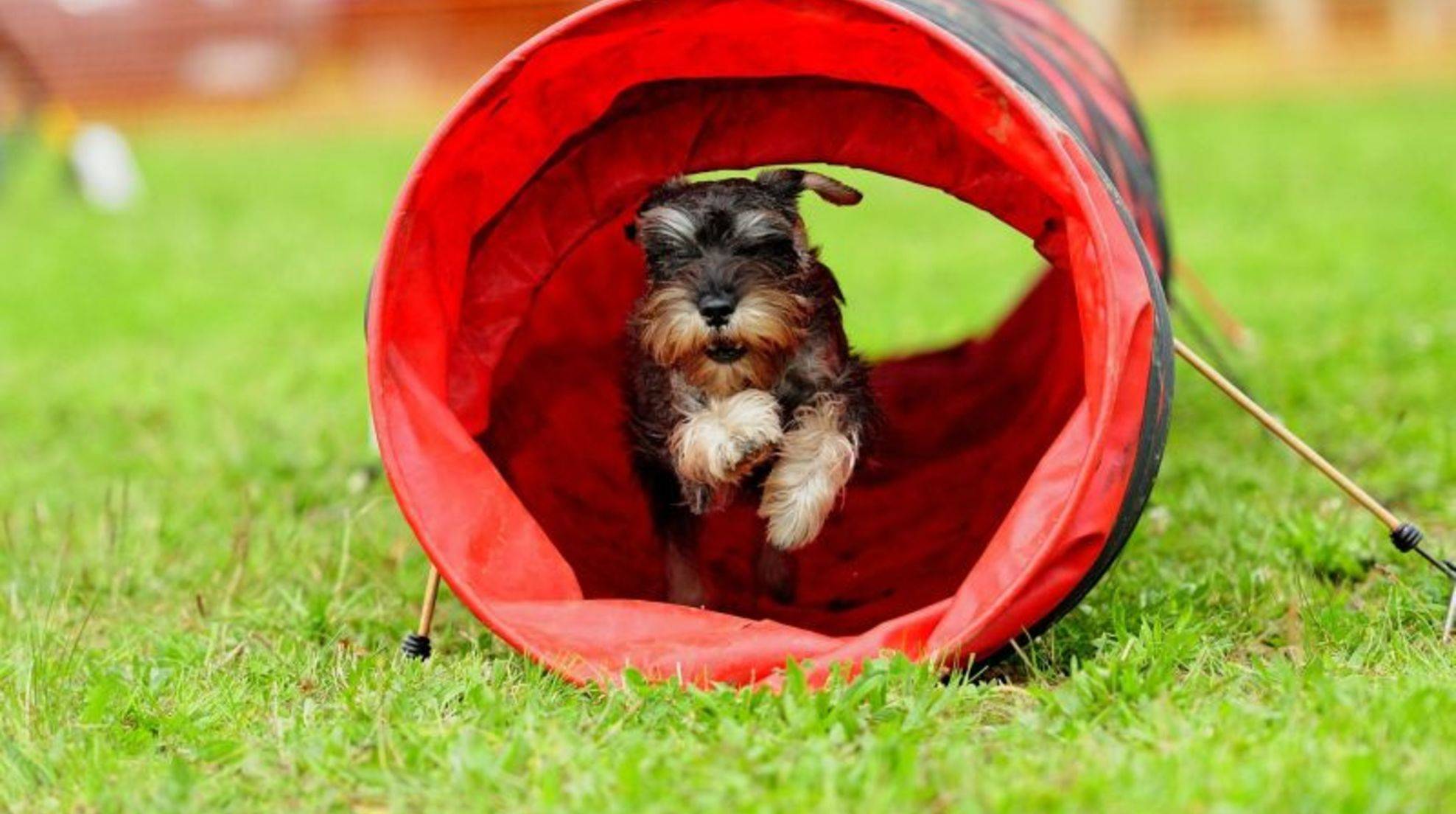 Agility training for the dog: tips for beginners