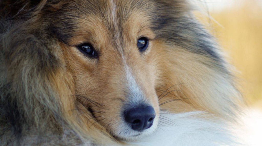 Sheltie vs Collie: differences and similarities