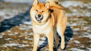 Shiba Inu: nature and behavior of the cute Japanese dog