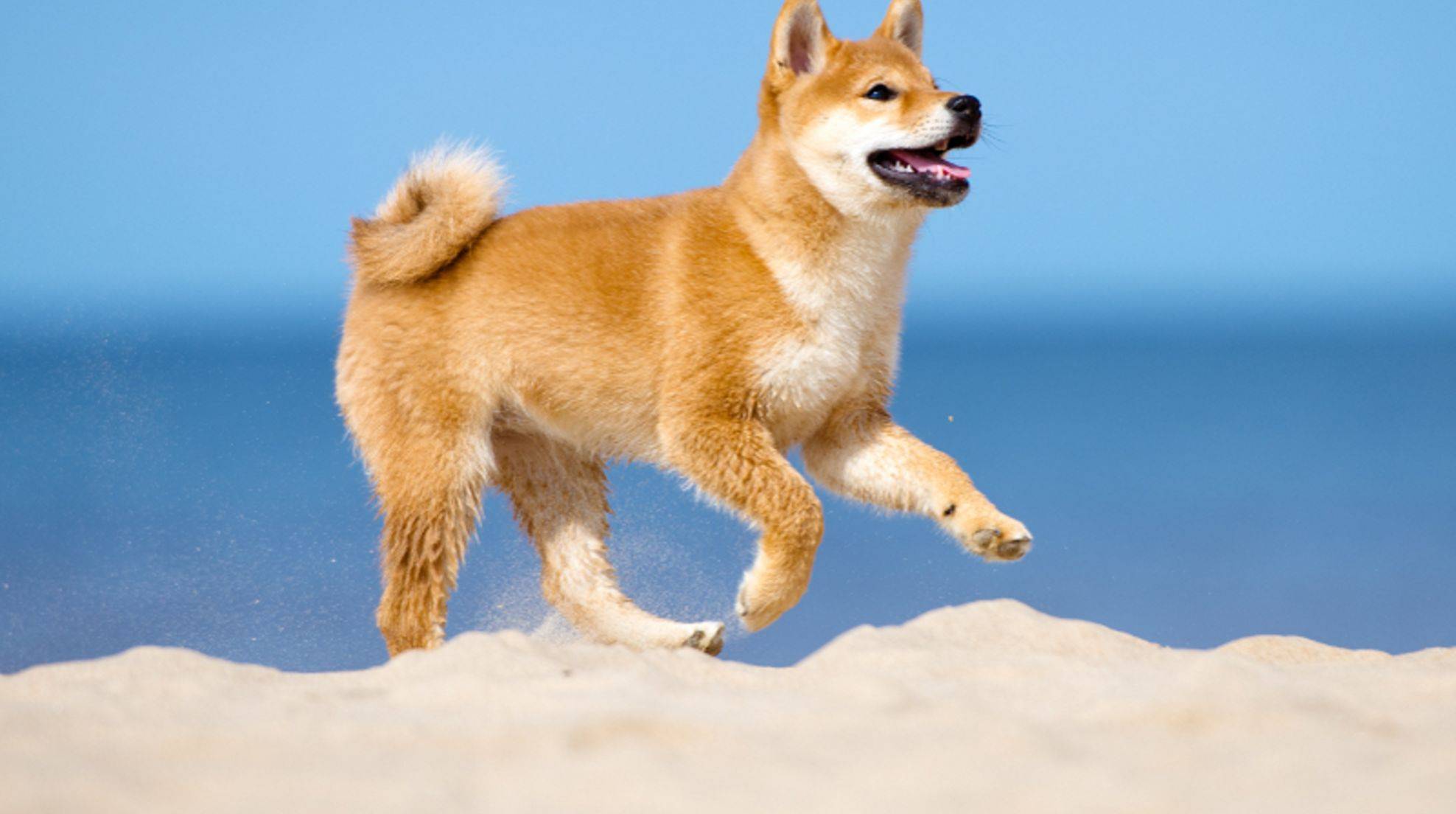 Buy Shiba Inu: Requirements for keeping and care