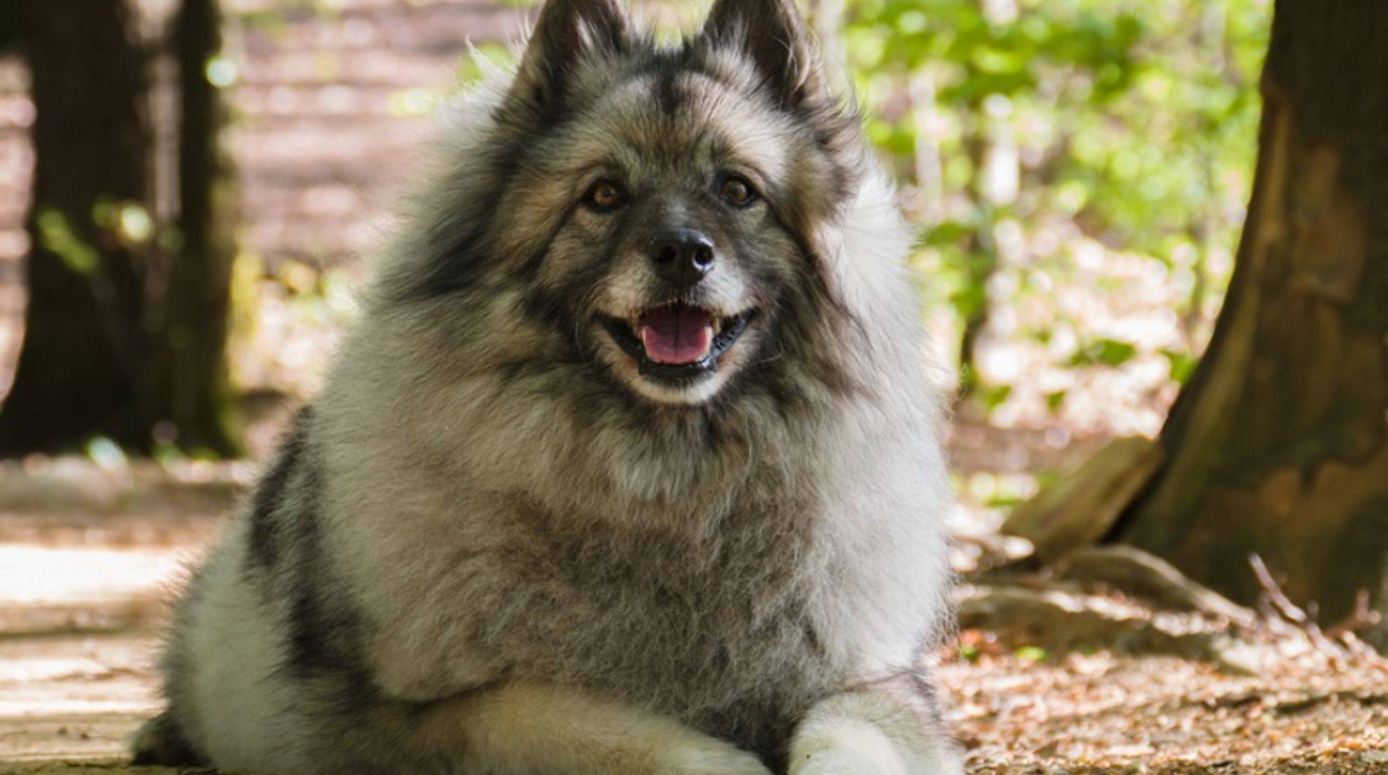 Buy Wolfsspitz: Character of the fluffy dog breed