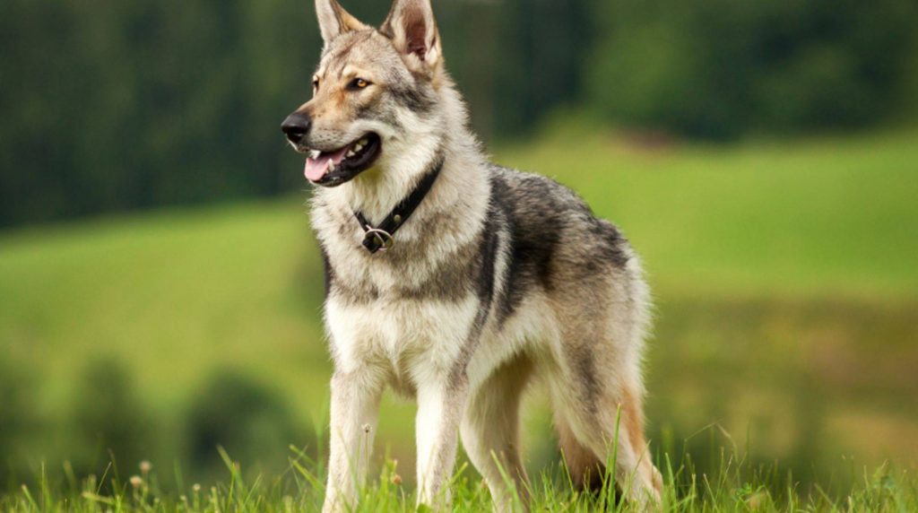 Czechoslovakian Wolfhound: Buy TWH