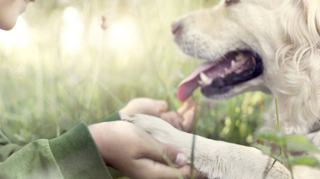 Man's best friend: Why are dogs so loyal?