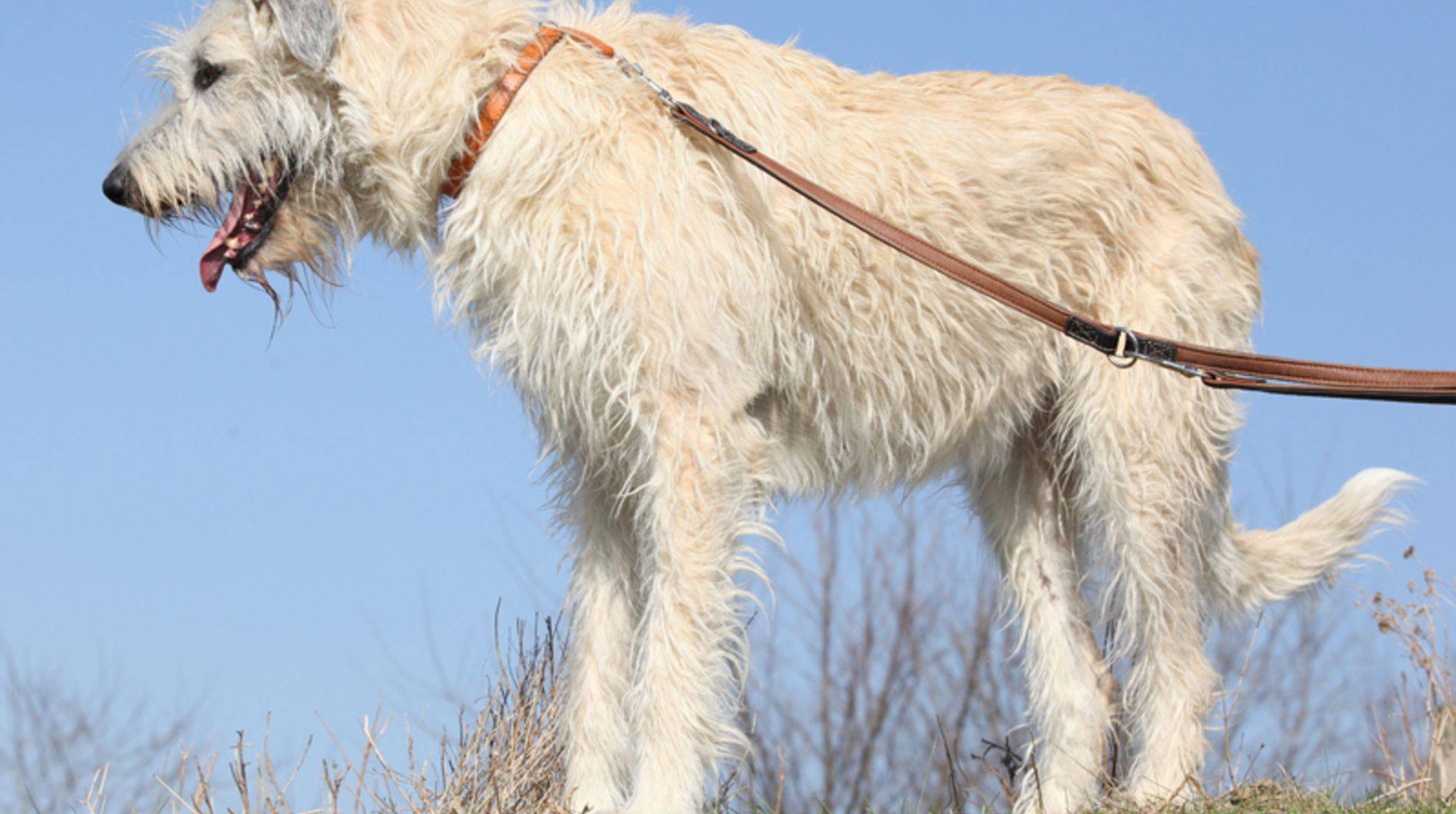Irish wolfhounds from shelter