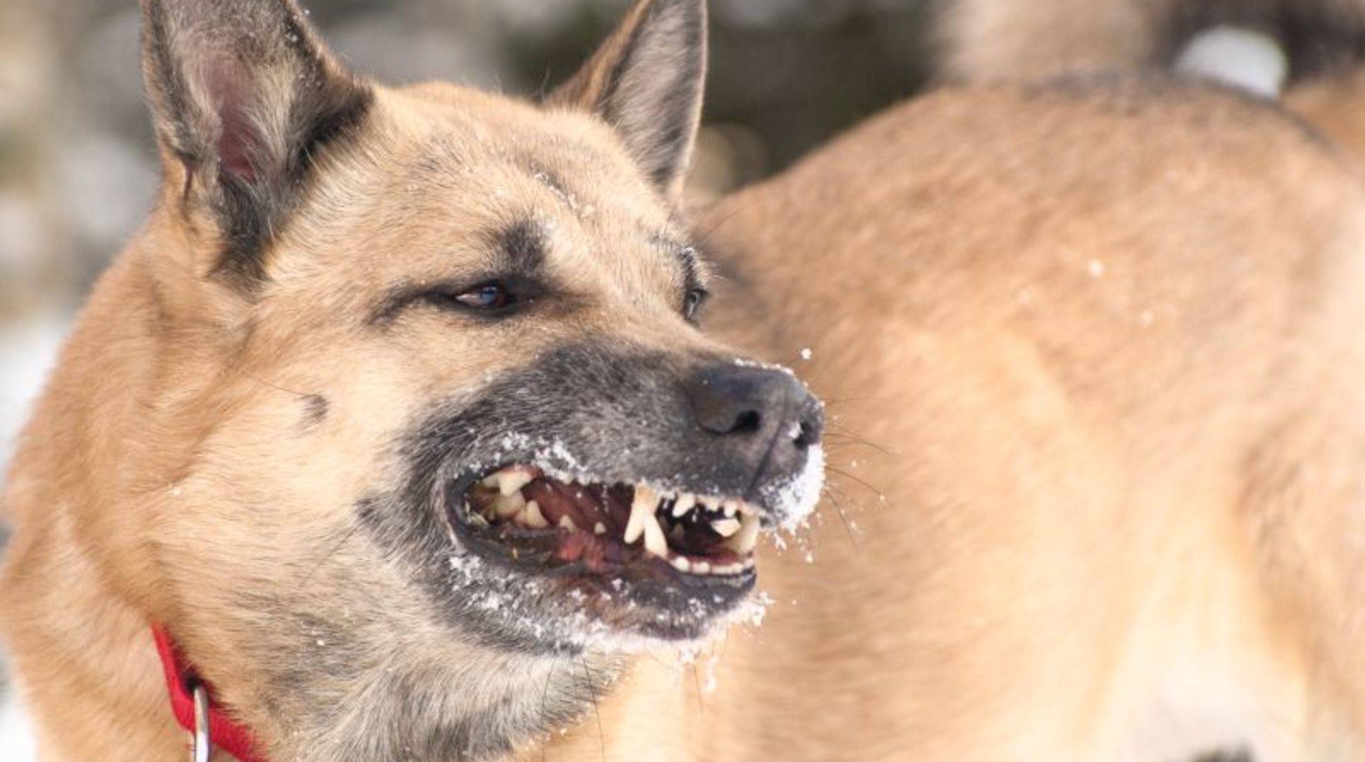 Aggressive behavior in dogs: Possible causes