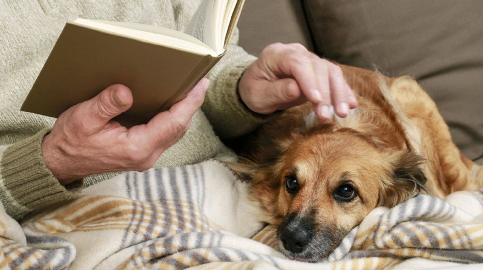 Dogs for old people: Which are the most suitable?