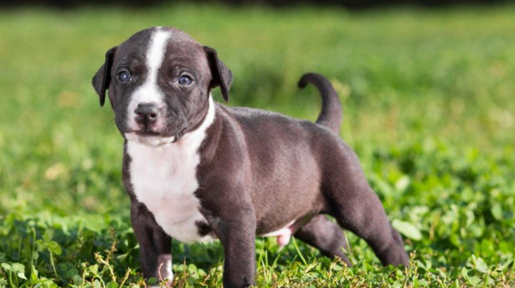 American Staffordshire Terrier: Education