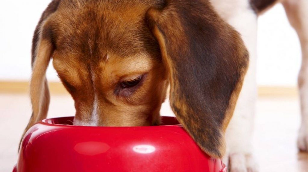 Make your own dog food: Recipes with chicken