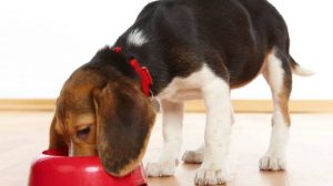 Puppy nutrition: food for young dogs
