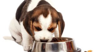 High meat content in dog food: that's why it's important