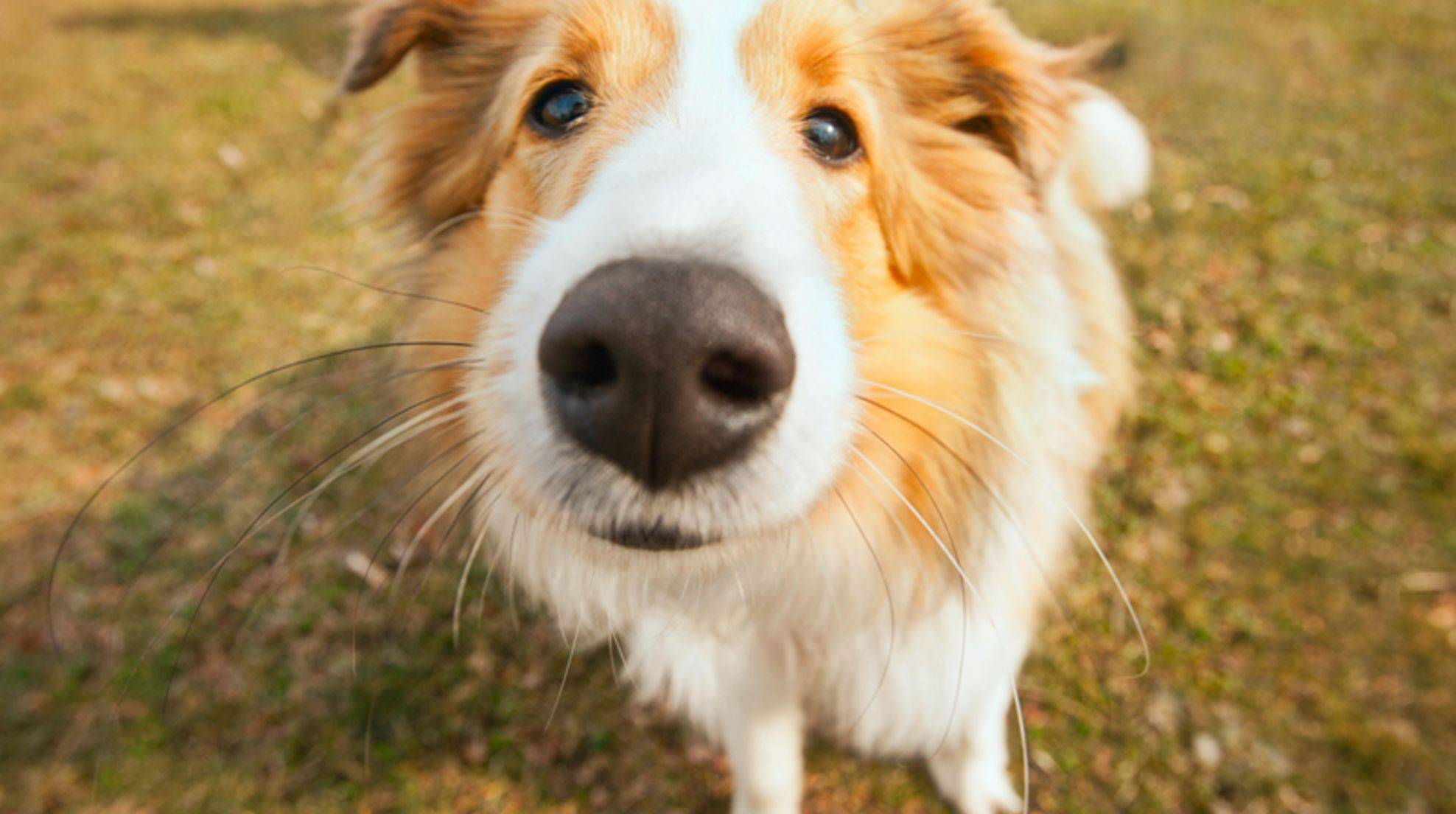 The right nose: a sense of smell in dogs