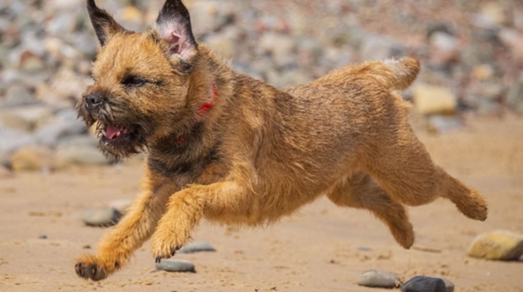 Border Terrier: the character of the small dog breed