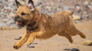 Border Terrier: the character of the small dog breed
