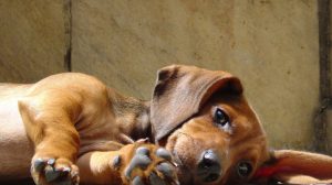 What diet is suitable for dogs with epilepsy