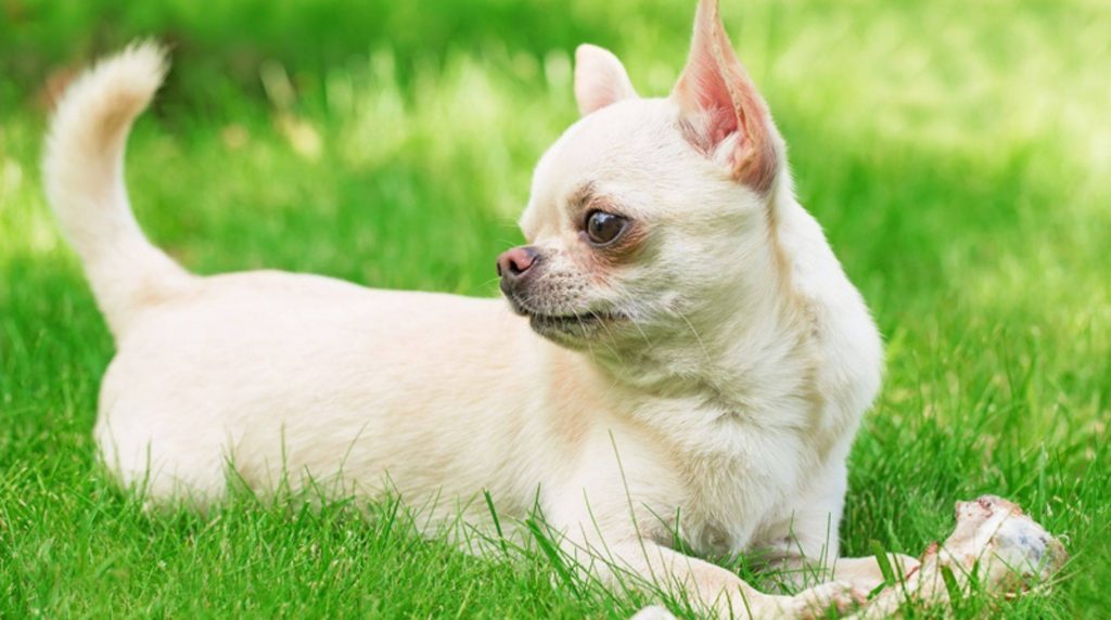 Feeding Chihuahua correctly: tips on nutrition