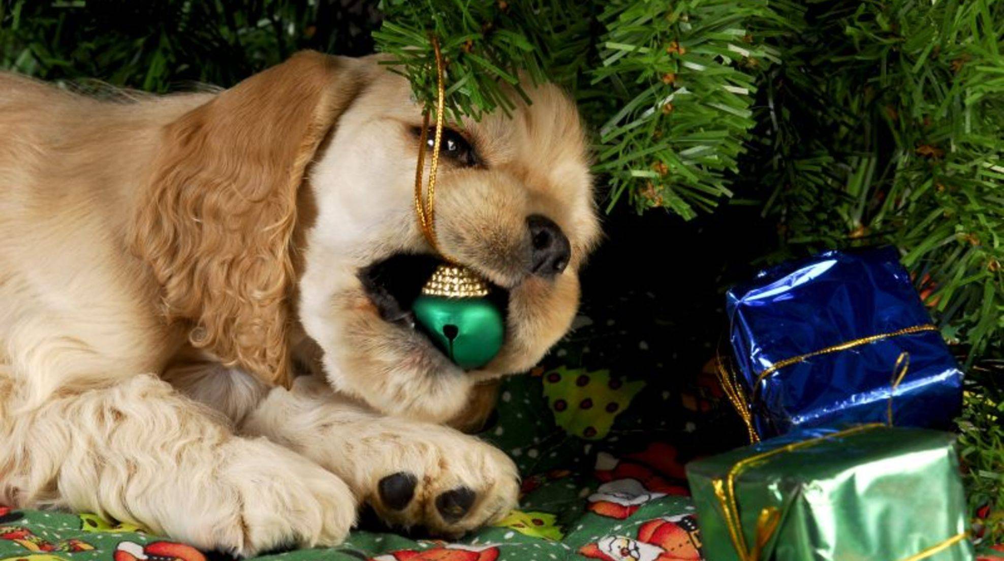 Holidays with dogs: Be careful with the Christmas decorations