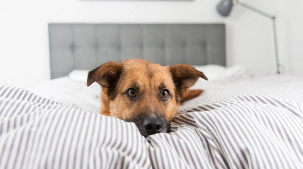 Dog in bed: pros and cons