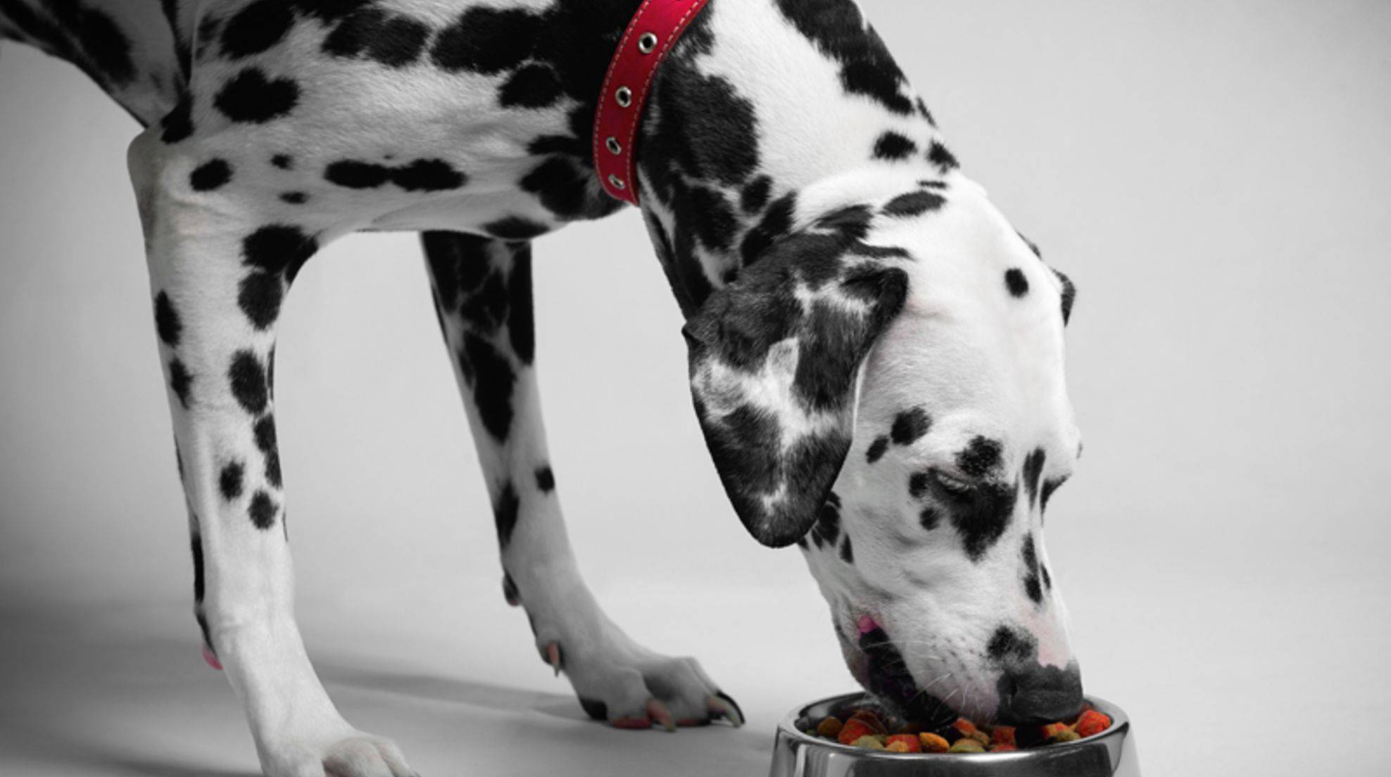 Dry food or wet food for dogs: which is better?