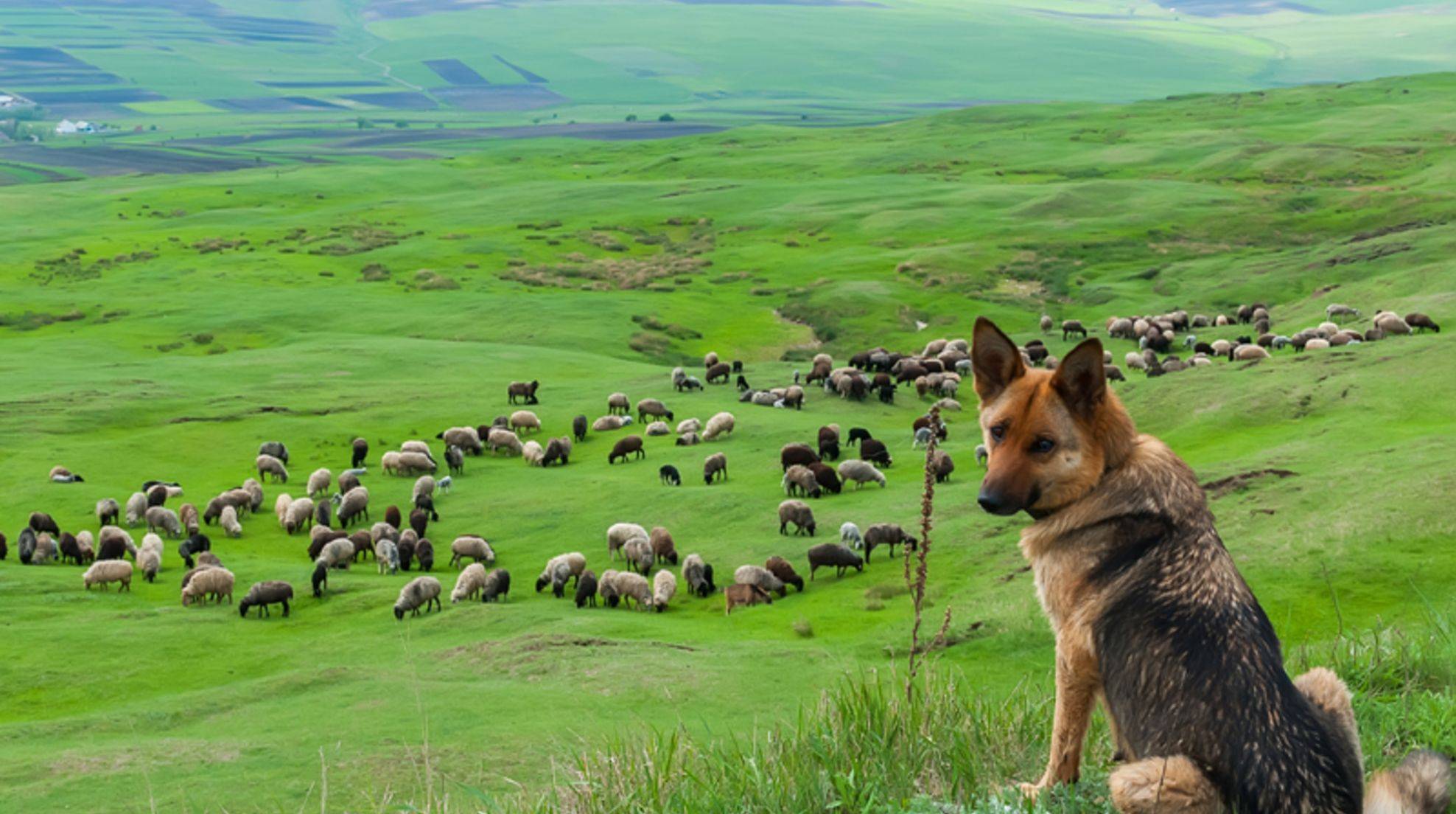 Shepherd dogs, guard dogs, herding dogs: difference?