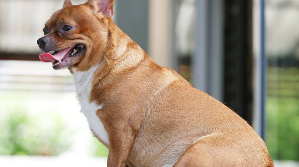 Dog overweight: 4 tips for a successful diet
