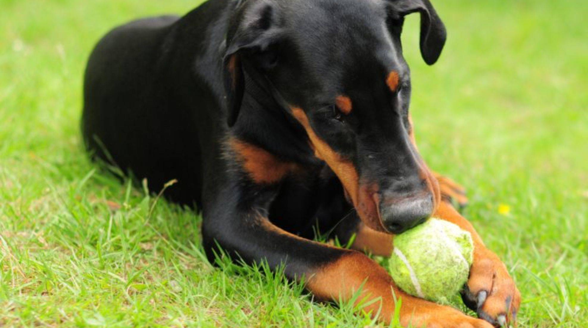 Doberman: character and features of the dog