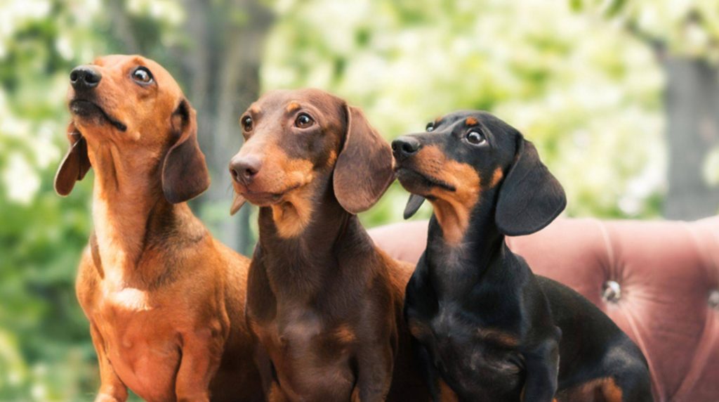Stubborn dogs: which dog breeds are stubborn?