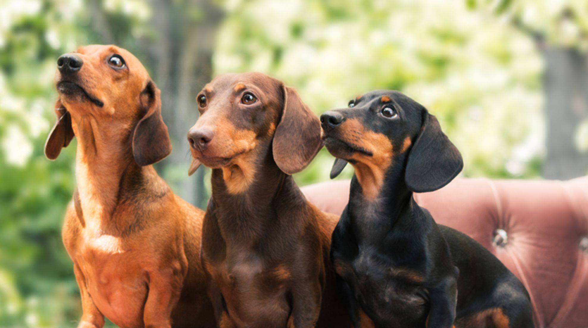 Stubborn dogs: which dog breeds are stubborn?