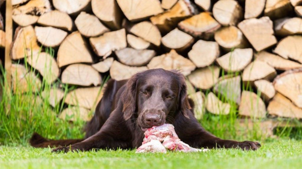 Barfen with the dog: What to pay attention to when feeding fresh meat?