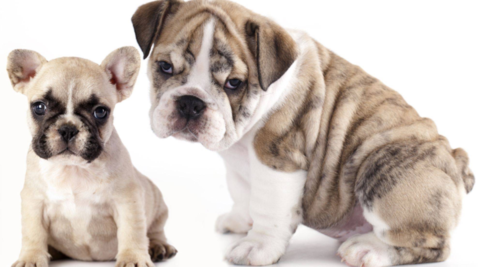 French and English Bulldog: what is the difference?