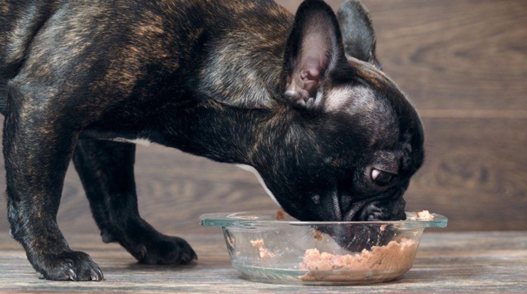 Dog nutrition against stress for nervous four-legged friends