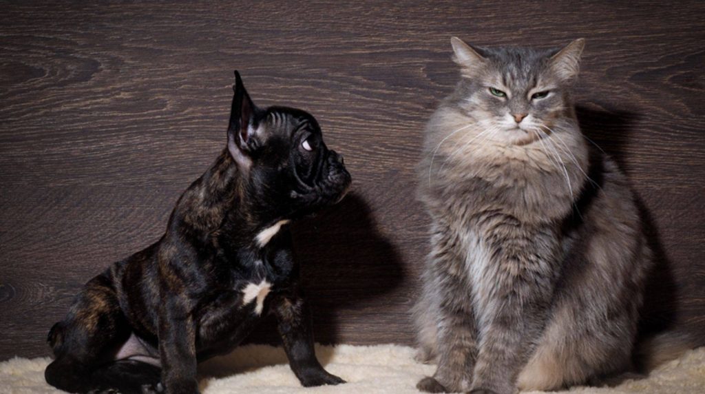 The dog is afraid of cats: What to do?