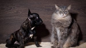The dog is afraid of cats: What to do?