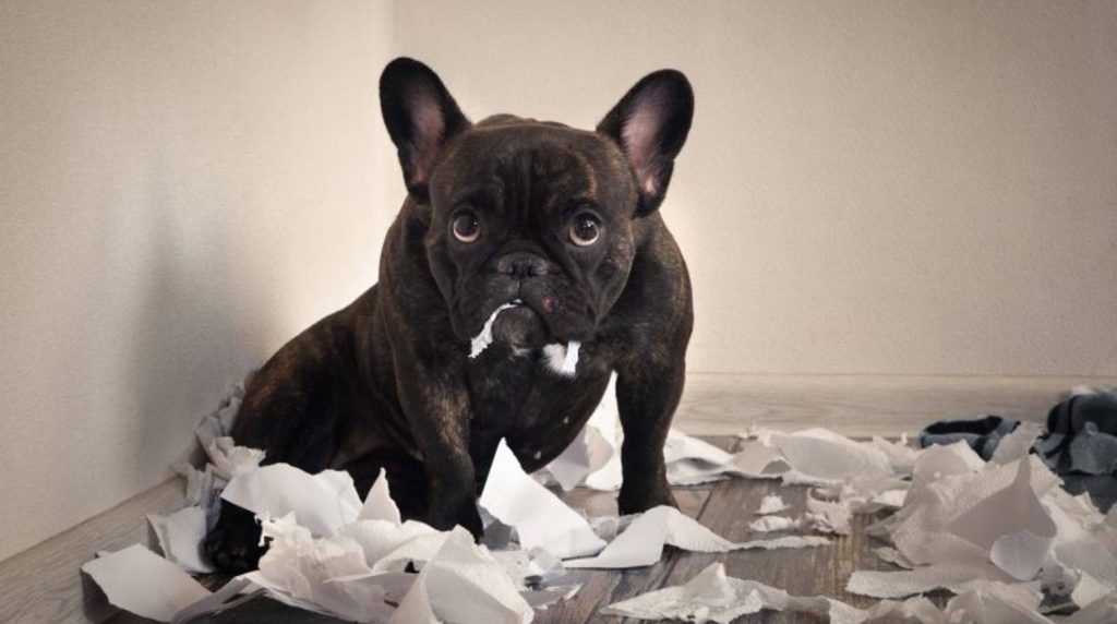 Why do dogs shred paper and tissues?
