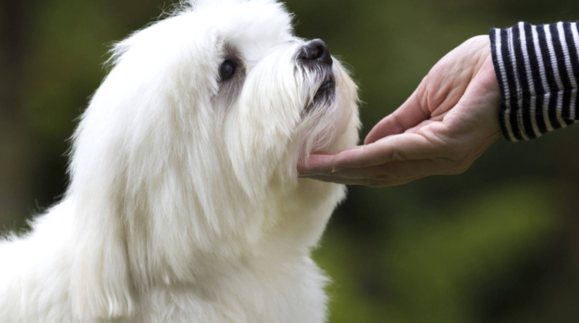 Petting strangers' dogs: a good idea?
