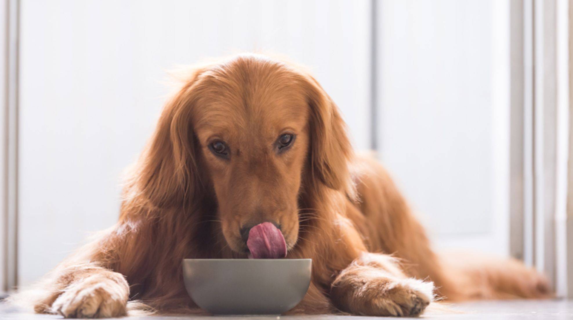 When the dog has diarrhea: What you can feed