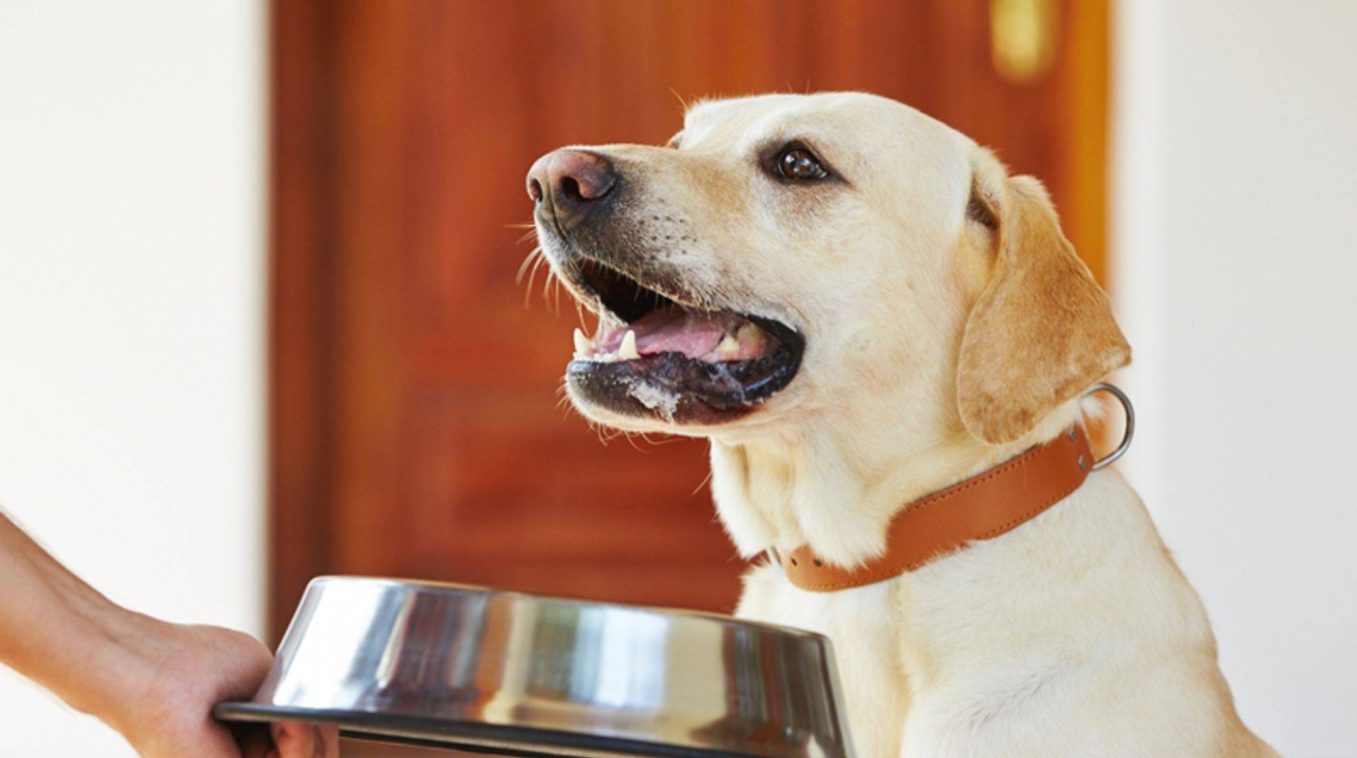 Varied dog food: How much variation is healthy?