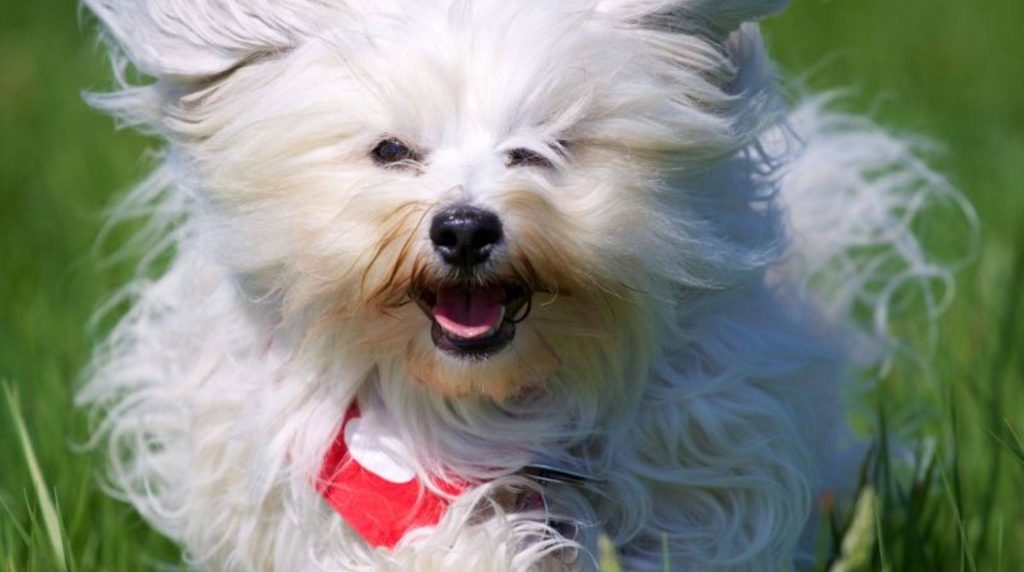 Havanese: Nature and character of dogs