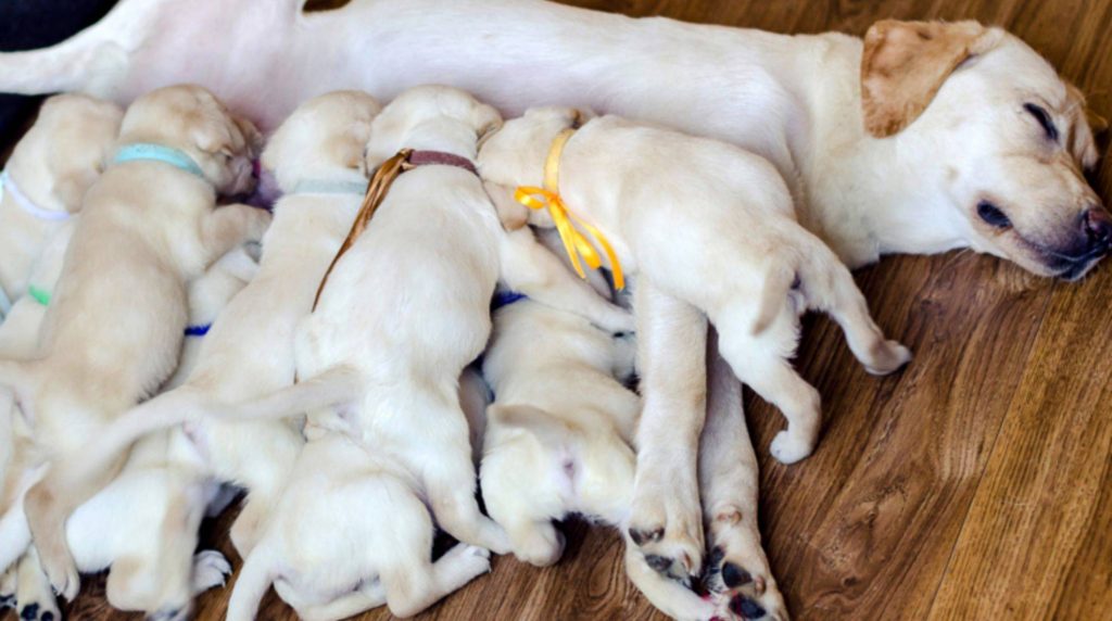 After dog birth: mother rejects puppies, what to do?