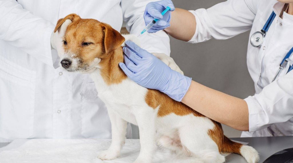 Rat poison in dogs: Symptoms of poisoning & emergency tips
