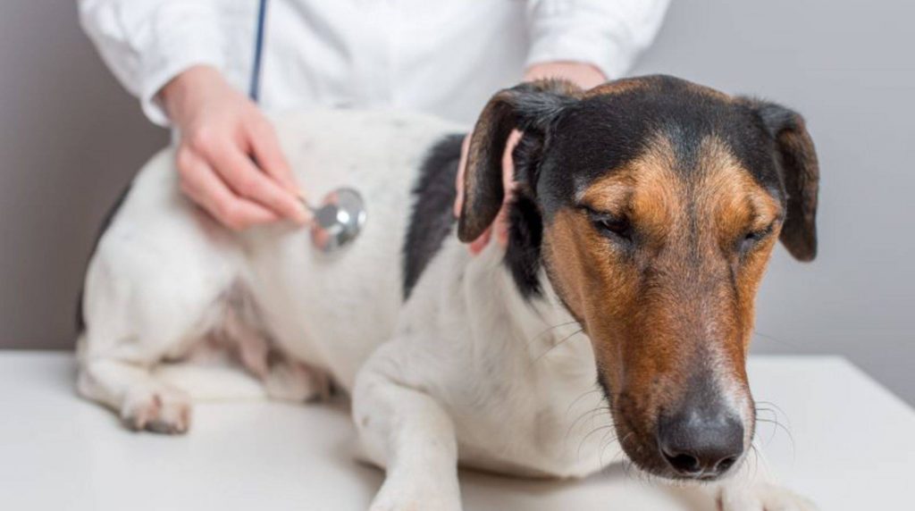 Fever in a dog: what to do?