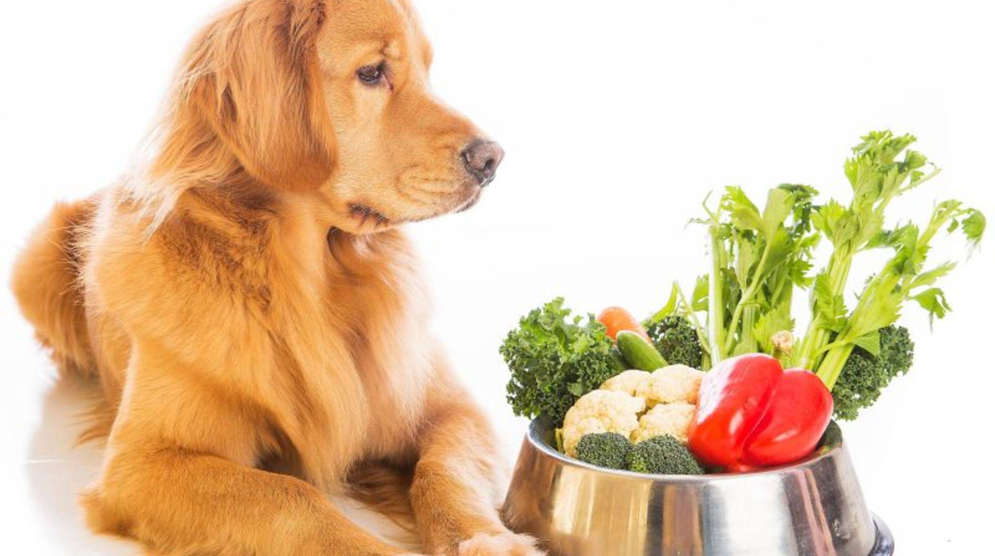 Vegetables for dogs: what to look for